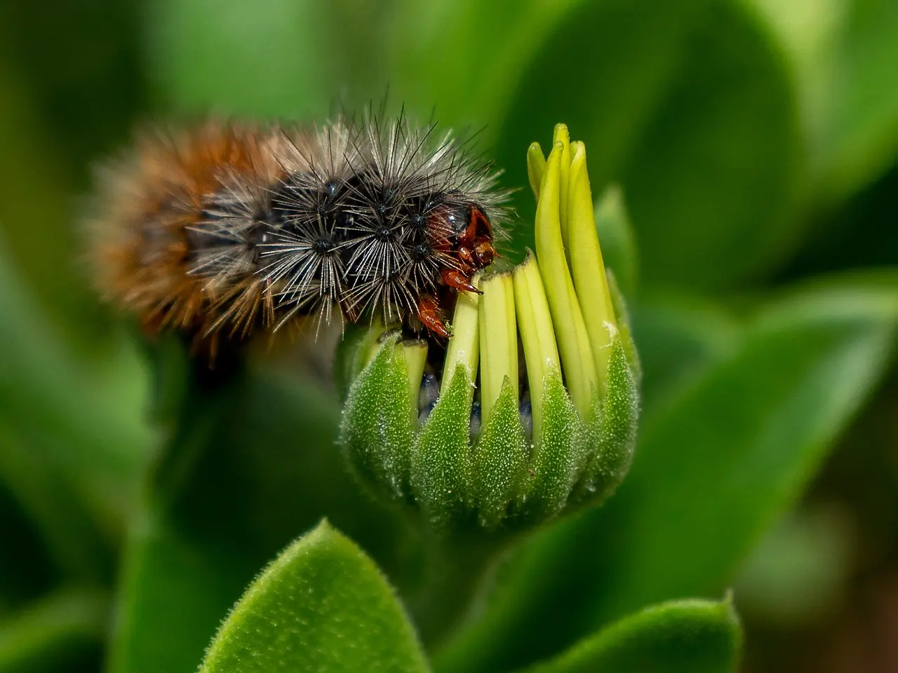 caterpillar insect larva white cedar moth moth nature garden spring caterpillar caterpillar caterpillar caterpillar caterpillar moth