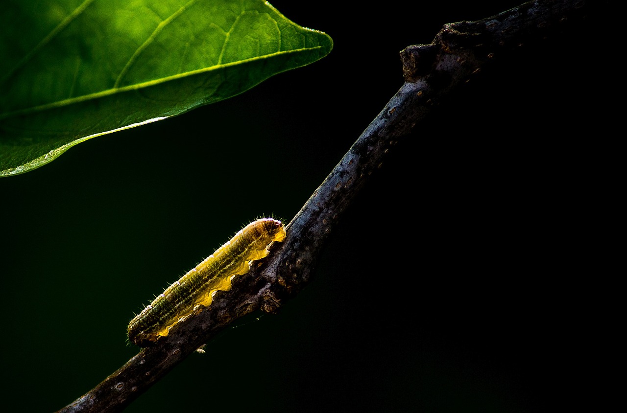 insect caterpillar larva nature wildlife animal caterpillar caterpillar caterpillar caterpillar caterpillar larva