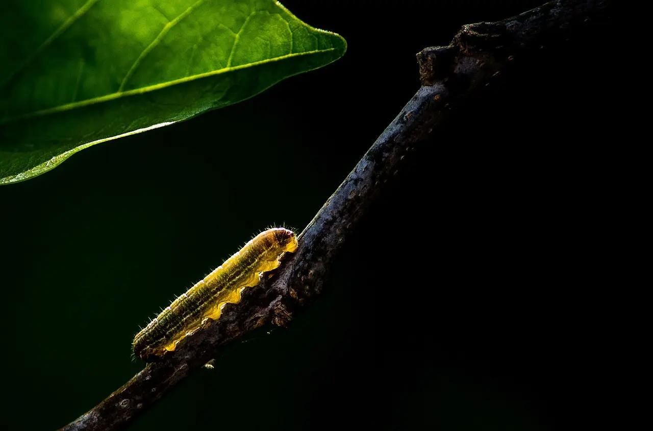 insect caterpillar larva nature wildlife animal caterpillar caterpillar caterpillar caterpillar caterpillar larva