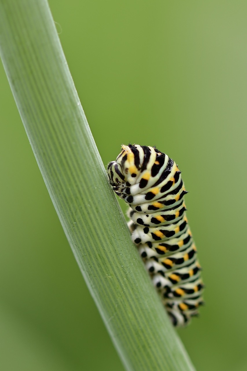 caterpillar dovetail butterfly garden summer nature caterpillar butterfly butterfly butterfly butterfly butterfly summer summer