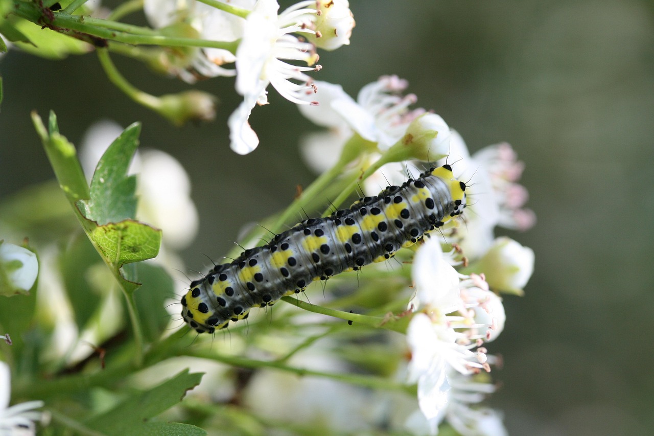 insect entomology nature caterpillar flower background butterfly caterpillar bush blossom beautiful flowers blossoms flowers flower wallpaper entomology caterpillar caterpillar caterpillar caterpillar caterpillar