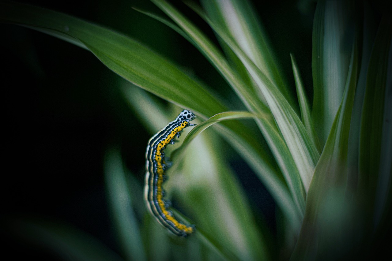 caterpillar larva insect leaves foliage plants bug garden butterfly green animal nature caterpillar caterpillar caterpillar caterpillar caterpillar bug