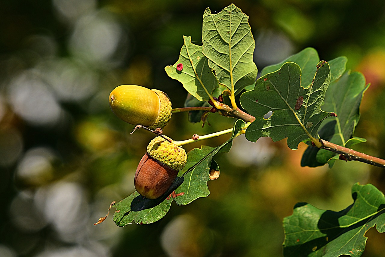 acorn  nut  branch  oak tree  food  growth  botany  acorn  acorn  acorn  oak tree  oak tree  oak tree  oak tree  oak tree