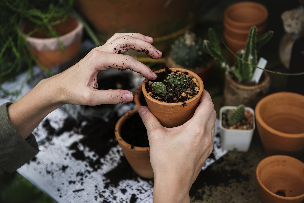 ecology  environment  garden  gardening  green  hobby  nature  plant  pots  working  woman  people  closeup  hands  potted plants  cacti  growing  planting  soild  gardening  gardening  gardening  gardening  gardening  working  potted plants  planting  planting