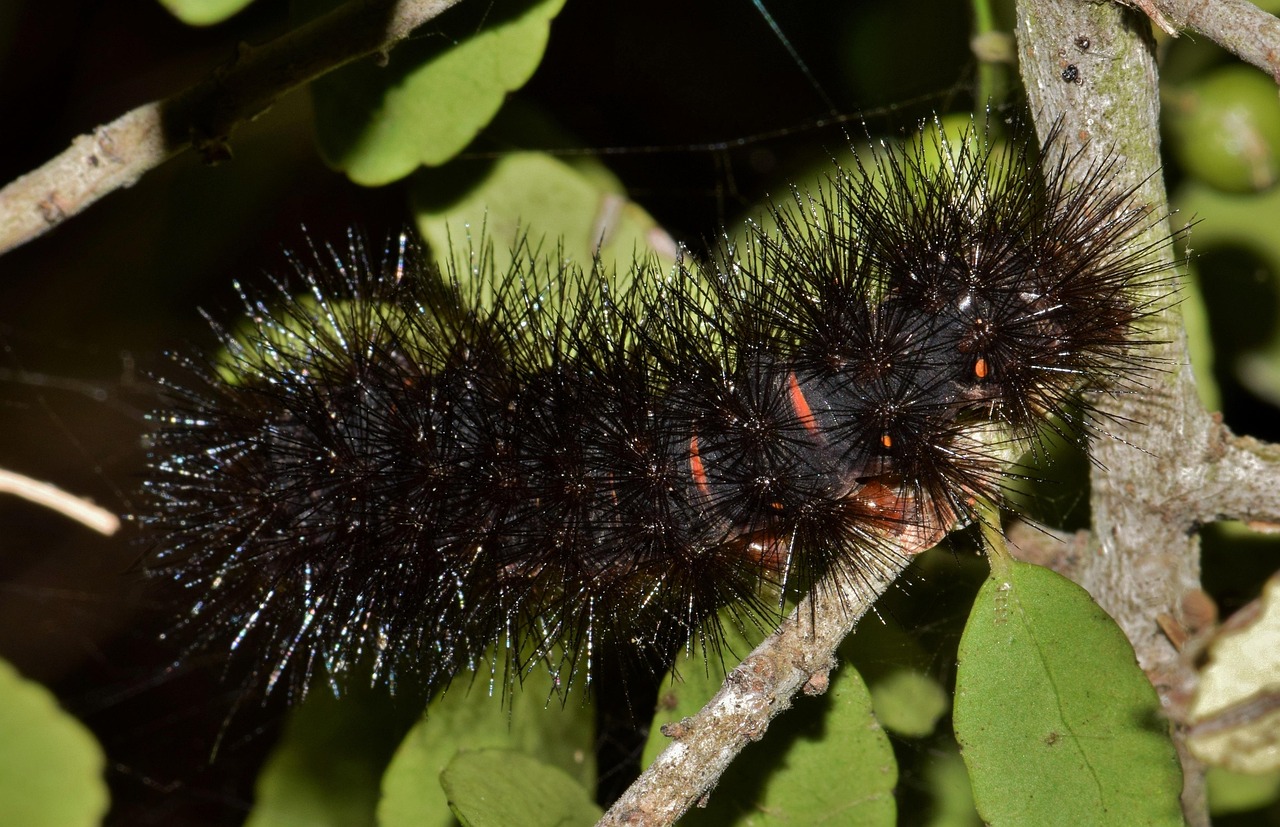 caterpillar furry caterpillar fuzzy caterpillar woolly bear woolly bear caterpillar hairy fuzzy giant leopard moth caterpillar hypercompe scribonia caterpillar caterpillar woolly bear fuzzy fuzzy fuzzy fuzzy fuzzy