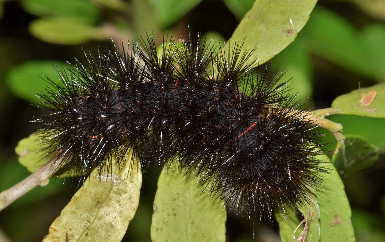 caterpillar nature furry caterpillar fuzzy caterpillar woolly bear woolly bear caterpillar hairy fuzzy giant leopard moth caterpillar leaves close up macro hypercompe scribonia