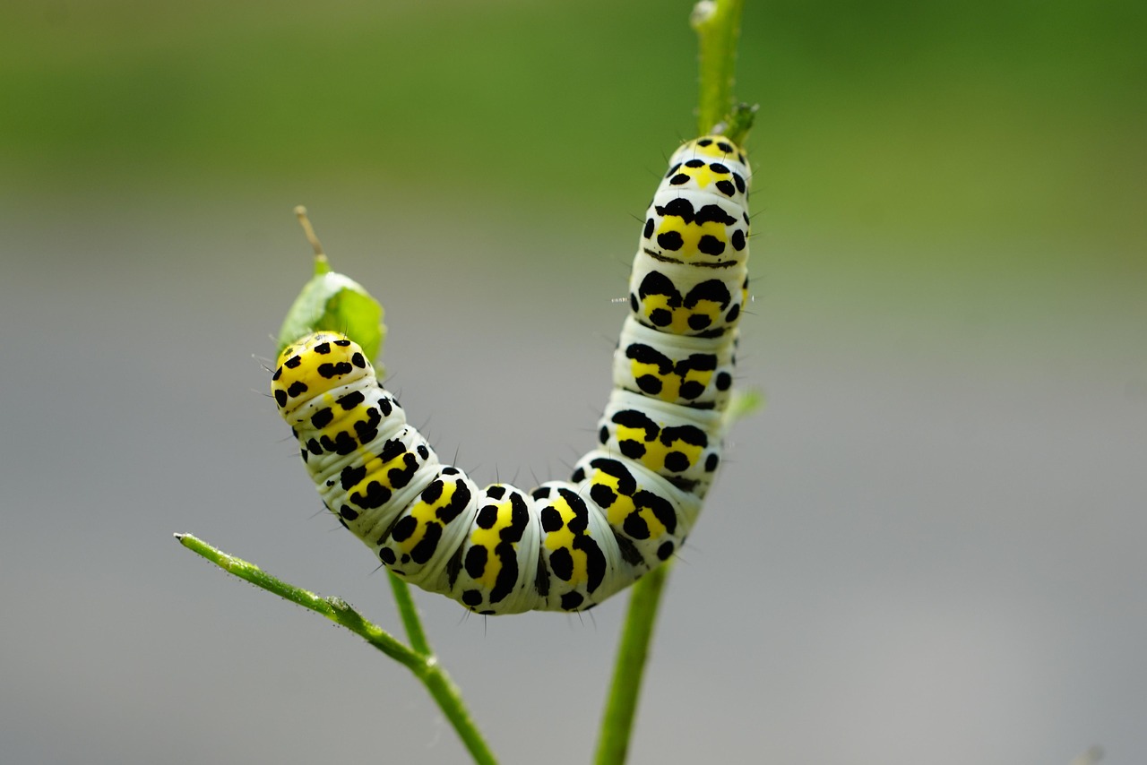 mullein moth caterpillar insect shargacucullia verbasci noctuid moth owlet moth moth lepidoptera larva animal nature closeup mullein moth caterpillar caterpillar caterpillar caterpillar caterpillar moth