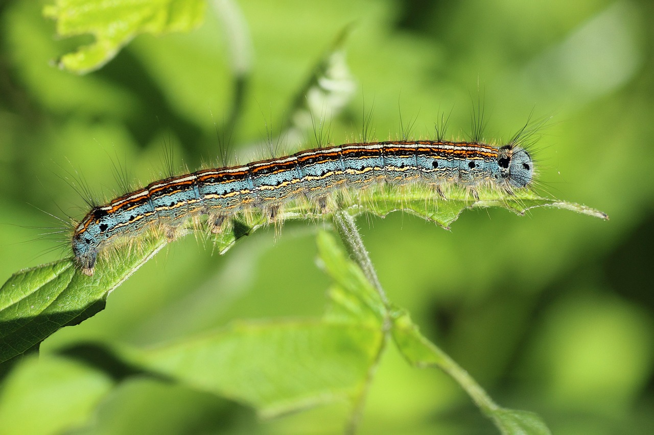 ring moth caterpillar insect hairy close up coloured macro colorful nature animal caterpillar caterpillar caterpillar caterpillar caterpillar