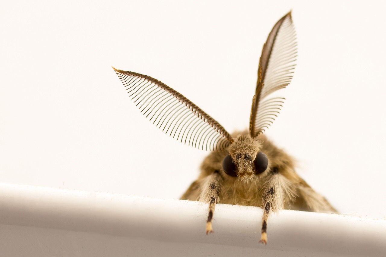 moth insect wings entomology macro moth moth moth moth moth