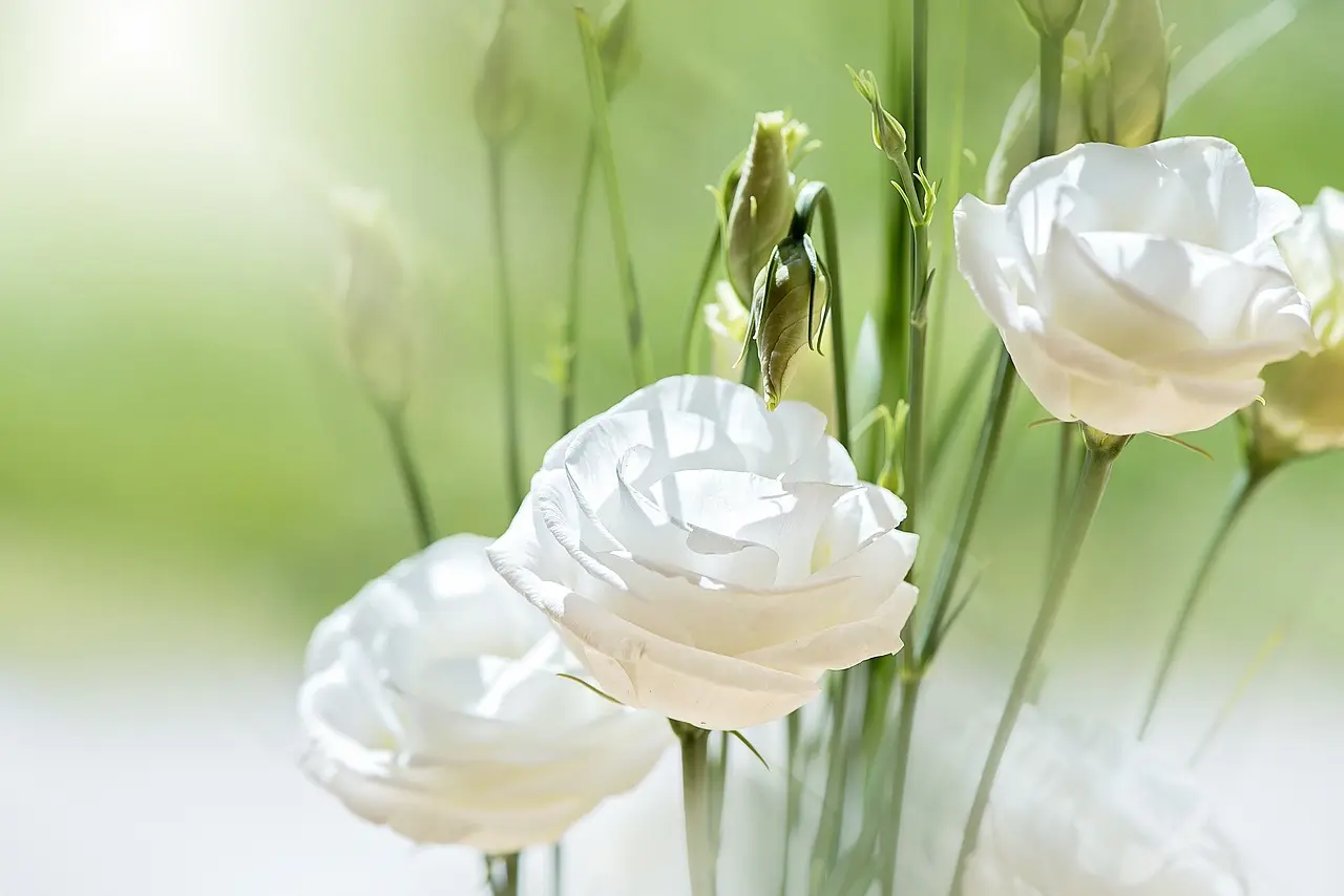 lisianthus flower blossom bloom flower background nature flower wallpaper white petals cut flower beautiful flowers tiresome lovely close up lisianthus lisianthus lisianthus lisianthus lisianthus