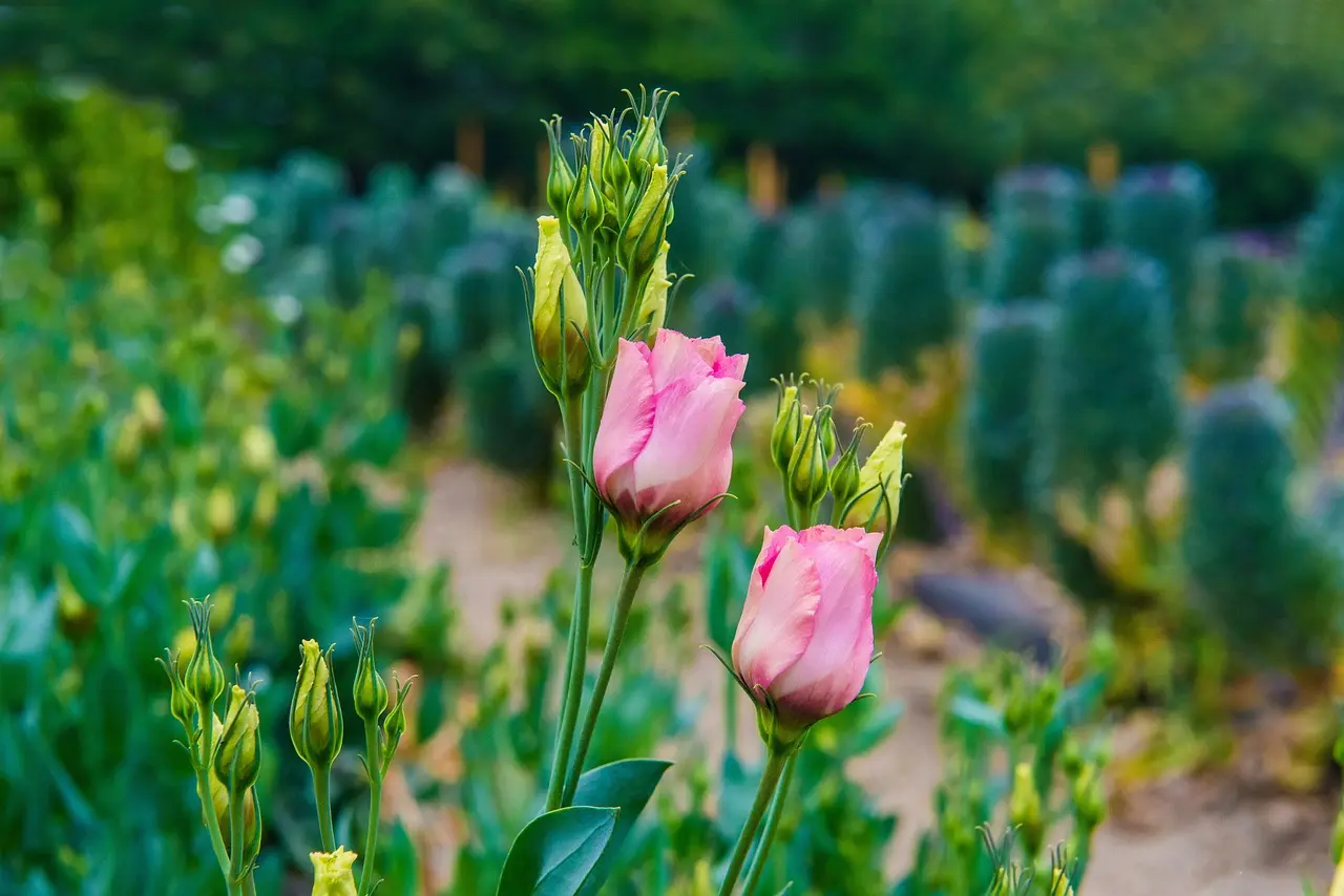 lisianthus nature pink flowers mohan nannapaneni beautiful flowers buds lisianthus lisianthus lisianthus flower background flower wallpaper lisianthus lisianthus
