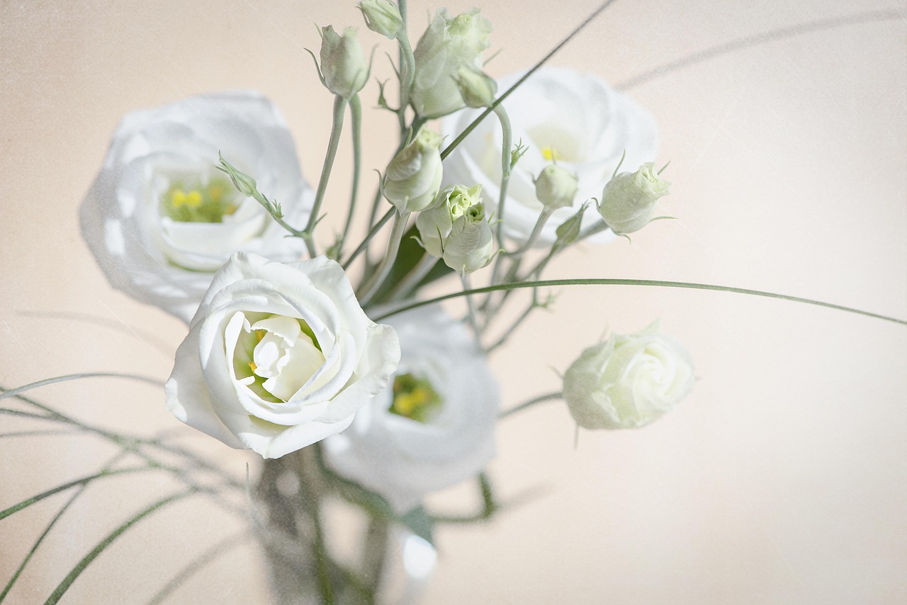 lisianthus flower blossom bloom white white flower nature petals cut flower tiresome lovely flower background close up beautiful flowers lisianthus lisianthus lisianthus flower wallpaper lisianthus lisianthus