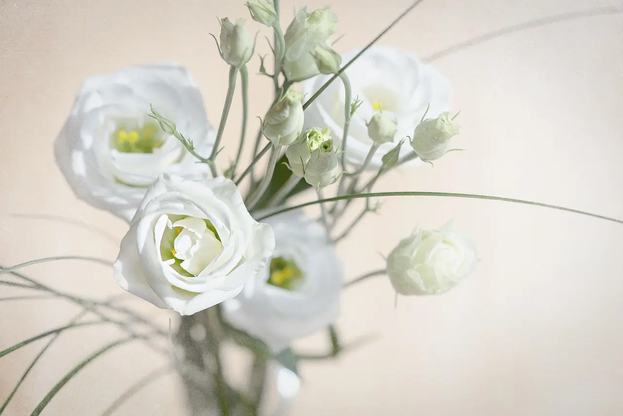 lisianthus flower blossom bloom white white flower nature petals cut flower tiresome lovely flower background close up beautiful flowers lisianthus lisianthus lisianthus flower wallpaper lisianthus lisianthus