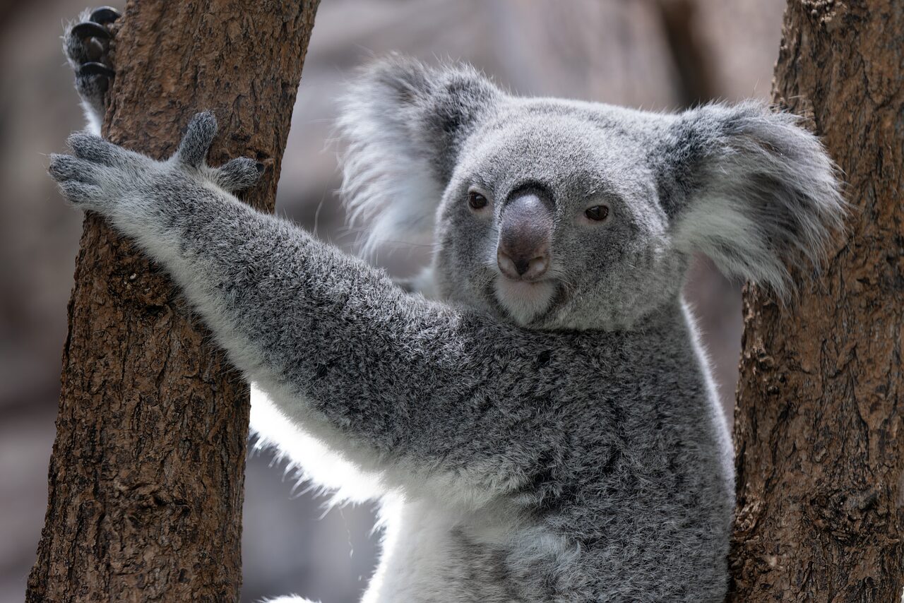koala  koala bear  marsupial  adorable  cute  furry  fur  fluffy