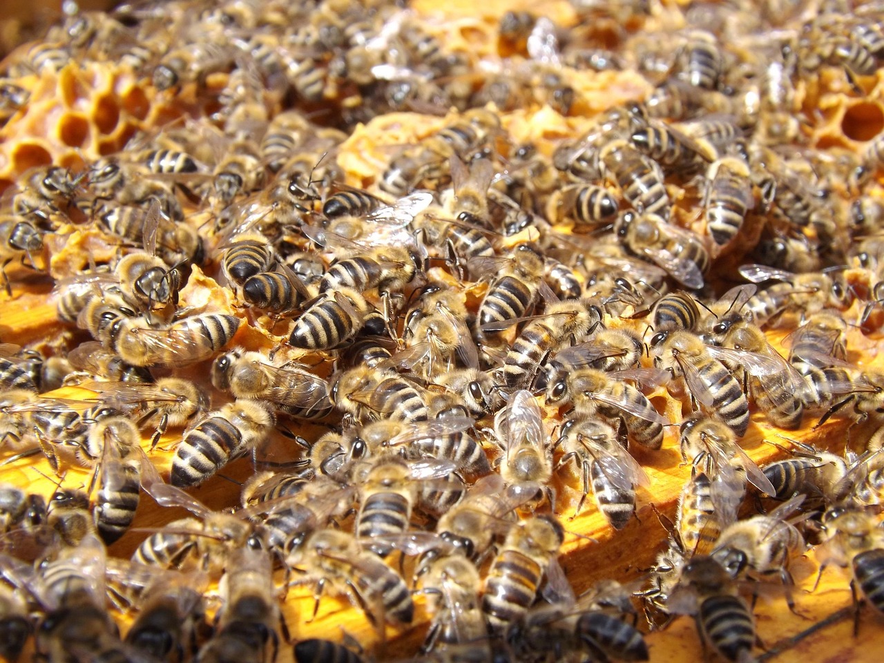 bees beehive beekeeping honey honeybees colony many swarm hymenoptera insects bees bees bees bees bees beehive honey honey honey honey honeybees honeybees honeybees many