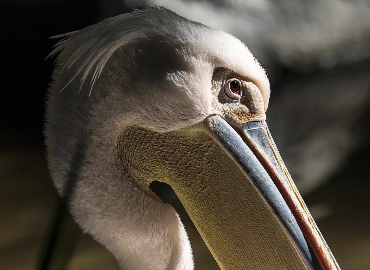 pelican bird nature wildlife animal beak water beach feathers ocean sea florida wings avian pelikan pelican pelican florida florida florida florida florida