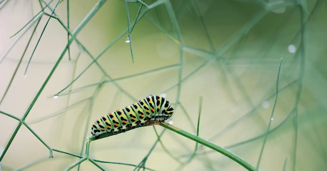 caterpillar  dovetail  macro  close up  nature  garden  plant  bloom  insect  animal  drip  drop of water  fennel  green nature  green water  green animals  green garden  green plant  green gardening  green plants  green natural  green closed  caterpillar  caterpillar  caterpillar  caterpillar  caterpillar