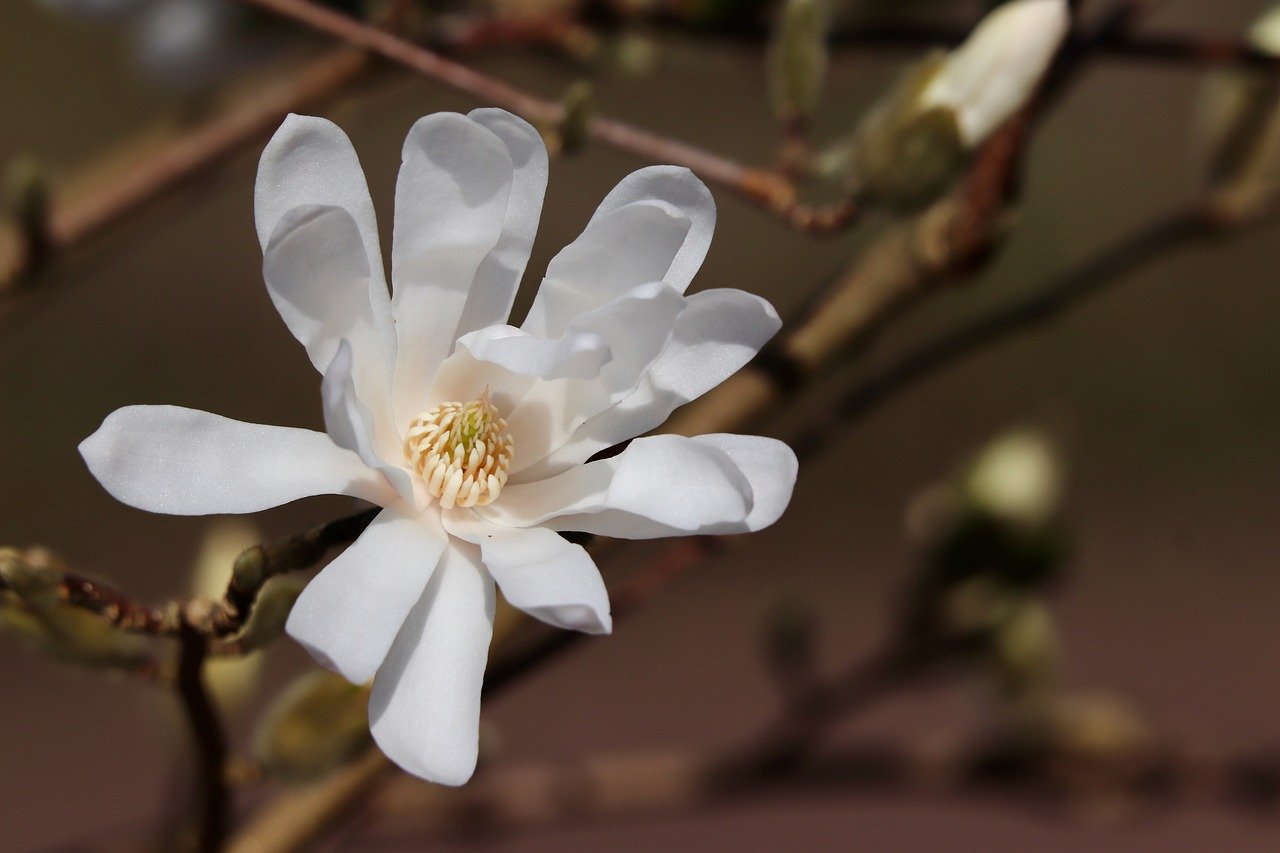 star magnolia  magnolia stellata  bud  ornamental wood  blossom  bloom  petals  ornamental shrub  decorative wood