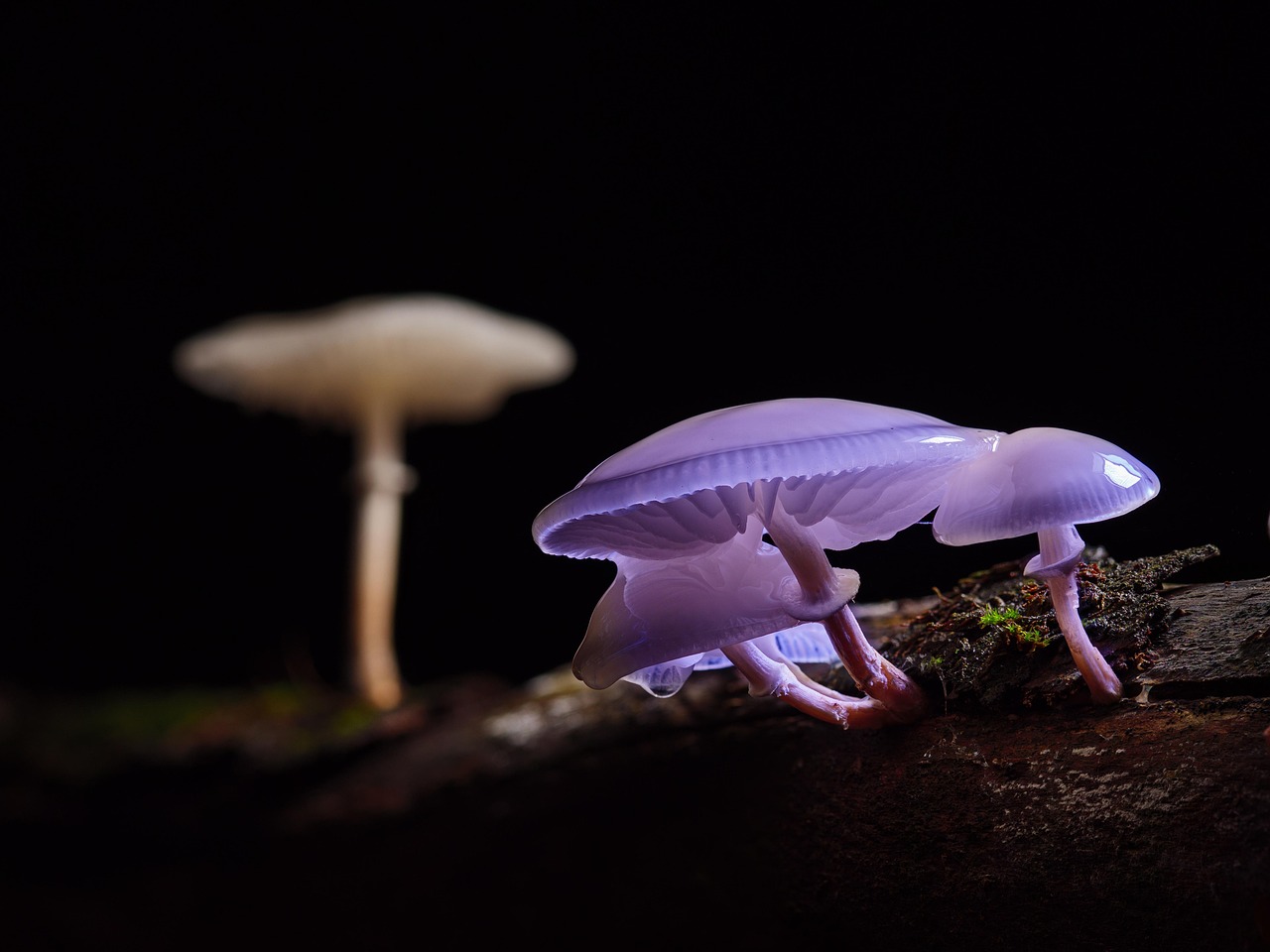 mushroom  mushrooms  beech slime root  forest mushroom  wild mushroom  mushroom  mushroom  mushroom  mushroom  mushroom  mushrooms  mushrooms