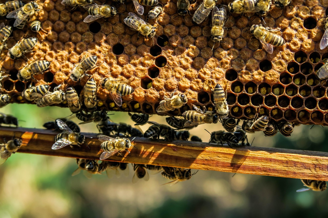 apiary  bees  insects  macro  honey bees  winged insects  beehive  honey  swarm of bees  wings  hive  brood  hymenoptera  entomology  close up  beekeeping  beeswax  hexagons  honeybees  honeycomb  nest  swarm  wax  world bee day  bees  bees  bees  bees  bees