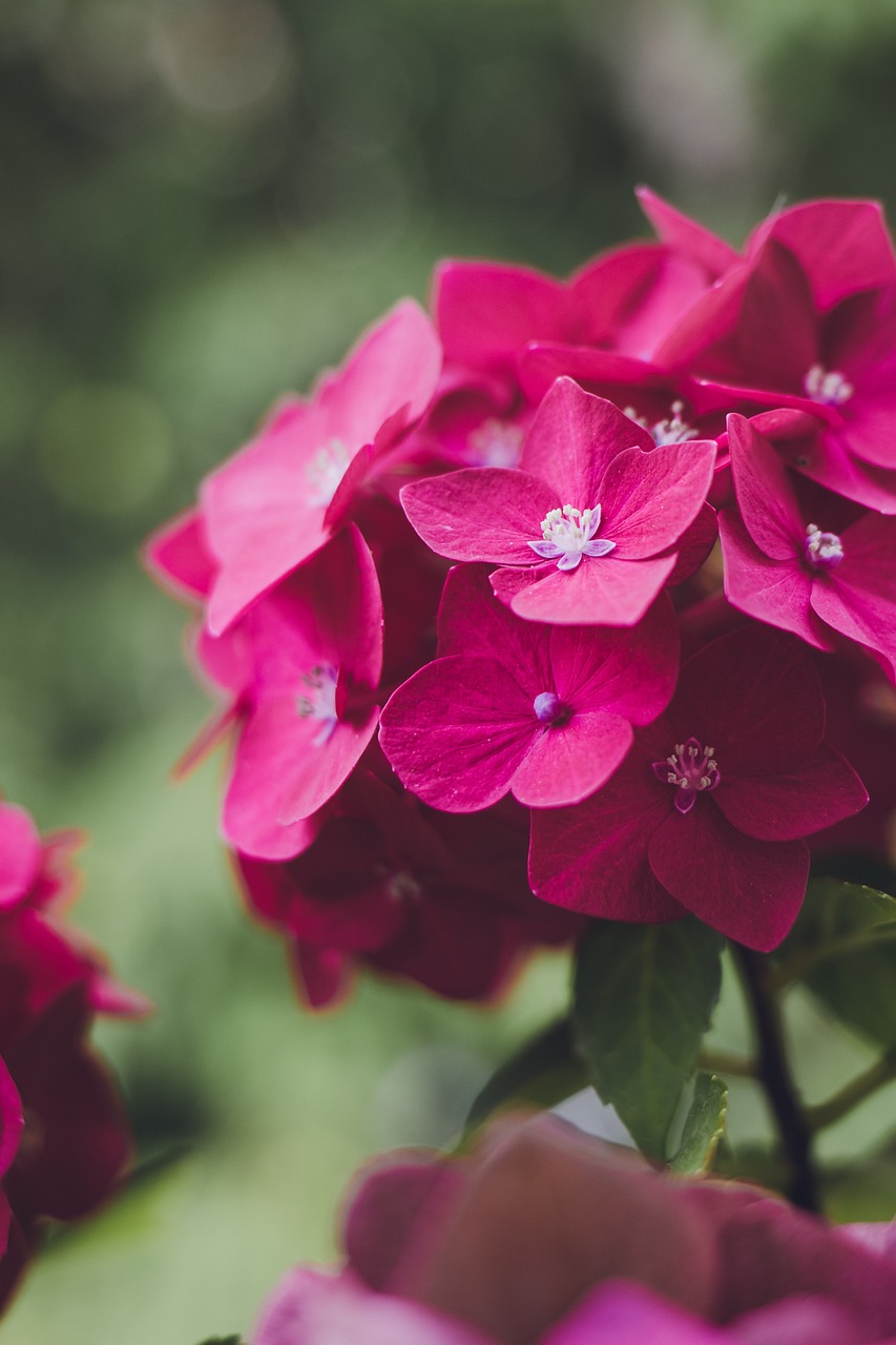 flower  hydrangea  plant  blossom  bloom  nature  petals  garden  flower background  magenta  pink  flora  close up  summer flower  greeting card  greeting  floral greeting  all good  get well soon  hydrangea  hydrangea  beautiful flowers  hydrangea  hydrangea  hydrangea  flower wallpaper  magenta  magenta