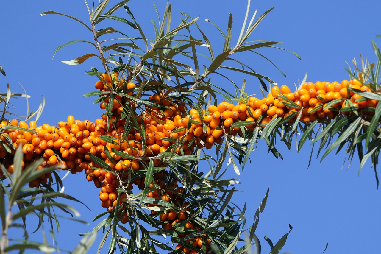 sea buckthorn  berry  fruit  shrub  branch  orange  healthy  sea buckthorn  sea buckthorn  sea buckthorn  sea buckthorn  sea buckthorn