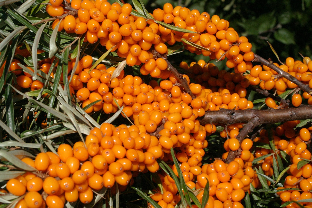 sea buckthorn sour berry sea buckthorn sea buckthorn sea buckthorn sea buckthorn sea buckthorn