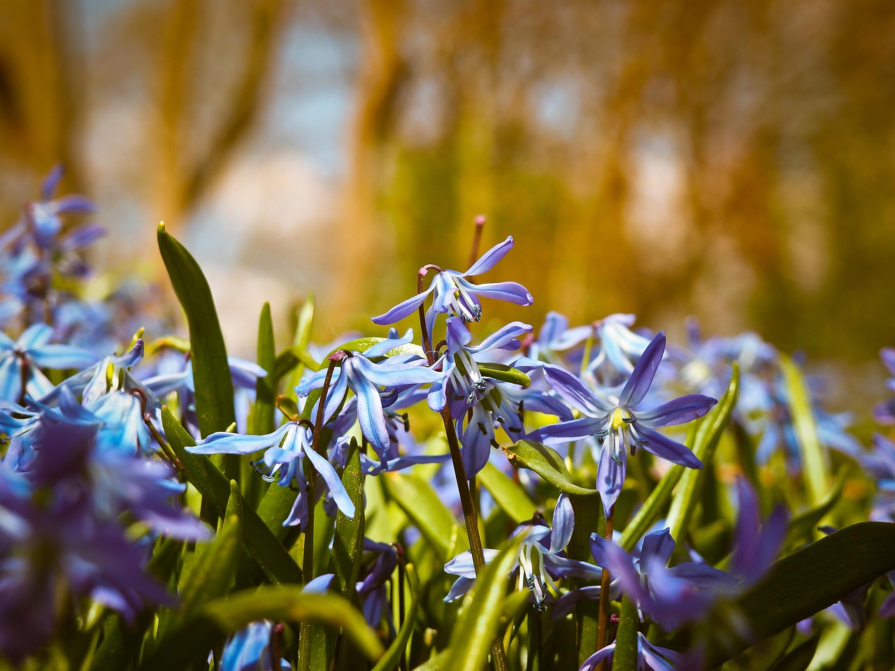 bluebell  flowers  butterfly orchid  spanish hasenglöckchen  flower wallpaper  blossom  bloom  spring  blue flowers  wild flower  flower background  nature  wild plant  spring flower  bluebell  bluebell  bluebell  bluebell  beautiful flowers  bluebell  spring  blue flowers  blue flowers