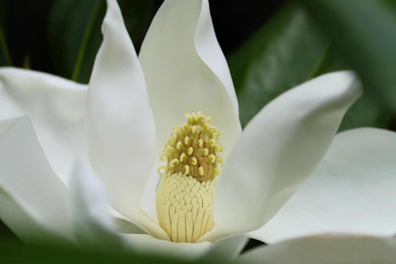 evergreen magnolia large-flowered magnolia magnolia beautiful flowers flower nature flora close up magnolia grandiflora white flower petals flower wallpaper flower background stamens pistils blossom