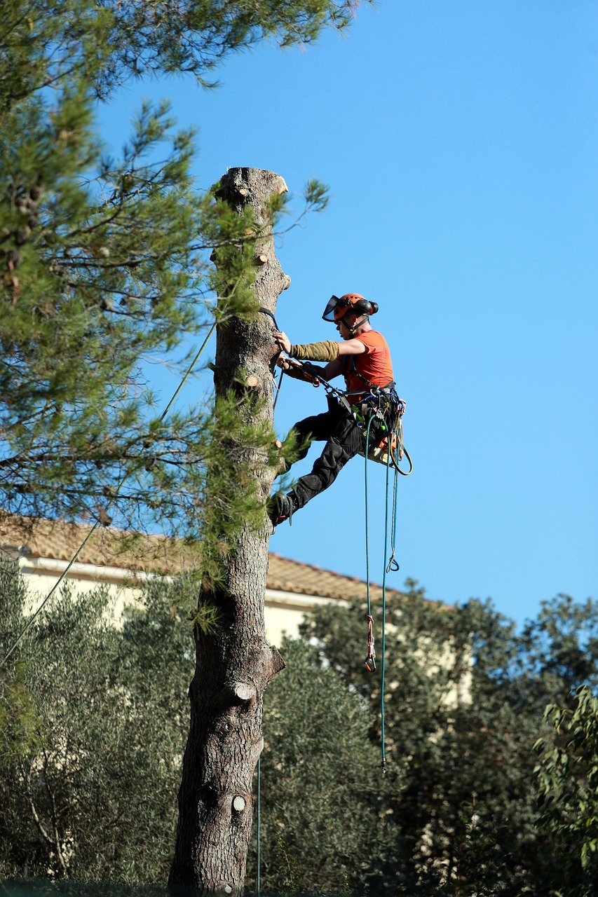 work  tree trimming  chopped off  limbing  tree trimming  tree trimming  tree trimming  tree trimming  tree trimming