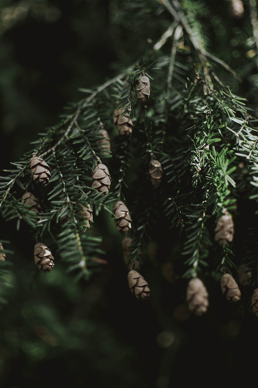 spruce cones branches conifer coniferous needles tree nature forest closeup spruce spruce forest forest forest forest forest