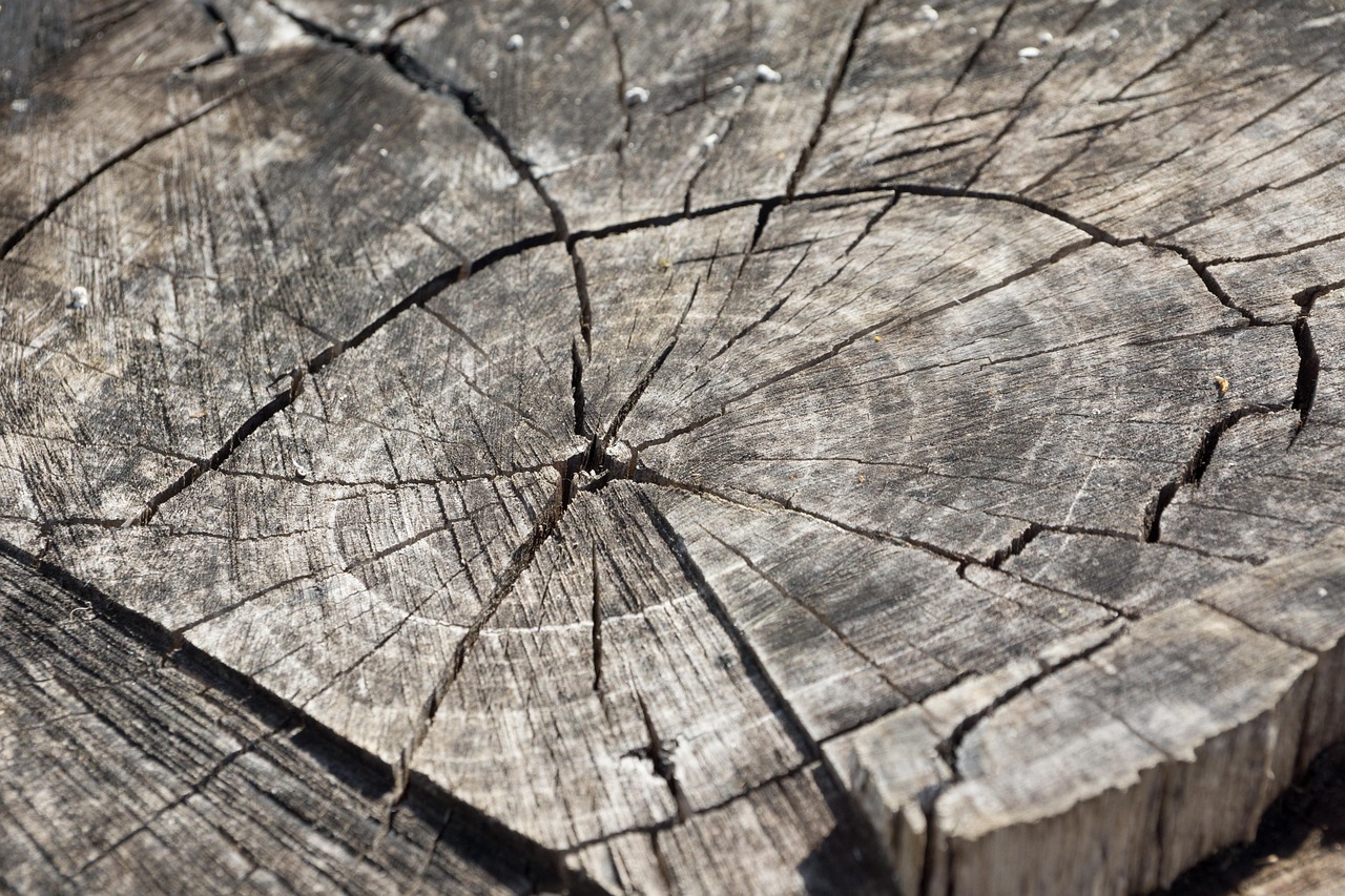 wood  log  stump  nature  tree stump  wooden  annual rings  grain  old  dry  cracked  tree