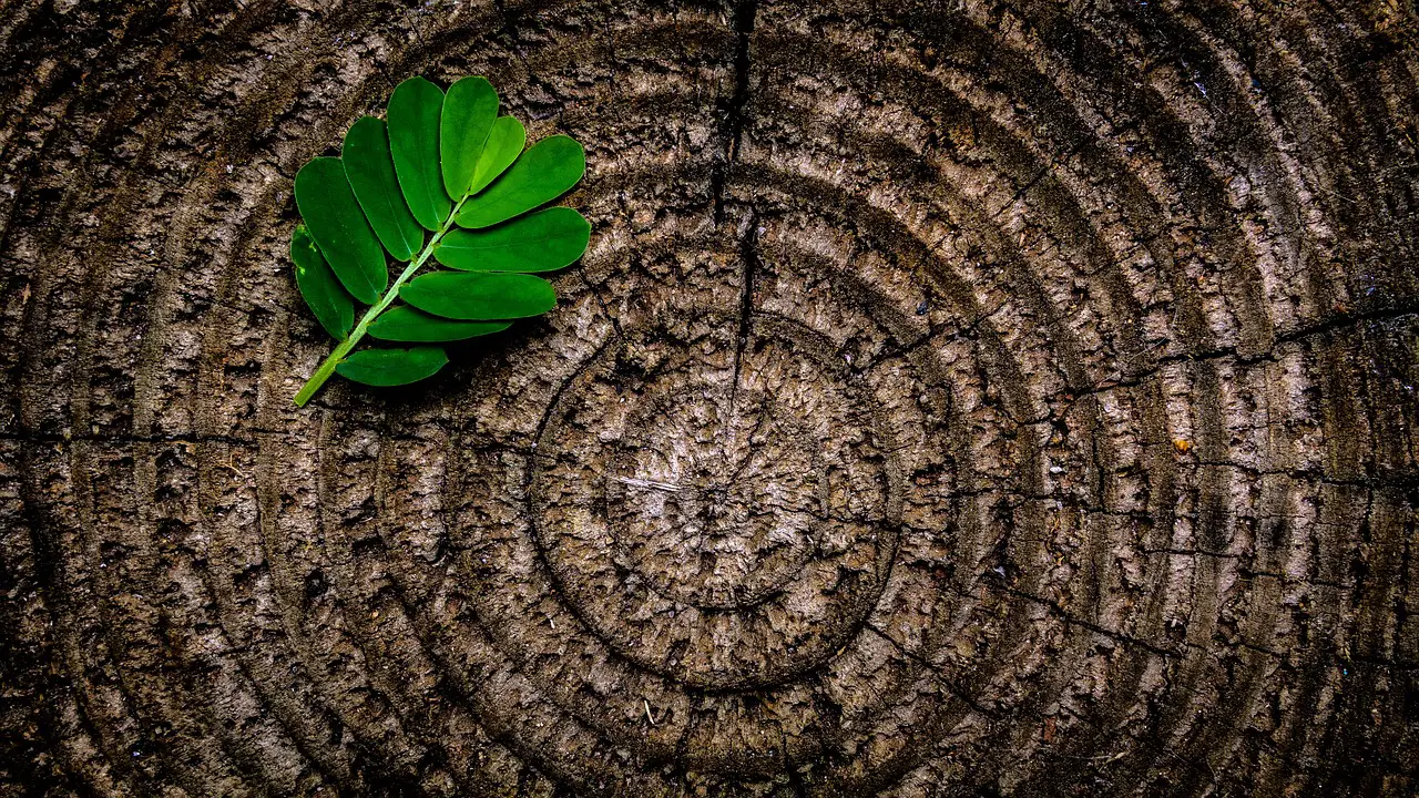 abstract leaf tree stump green brown foliage nature pattern annual rings rough stump texture tree trunk wood wooden abstract abstract abstract abstract tree stump wood wood wood wood wood