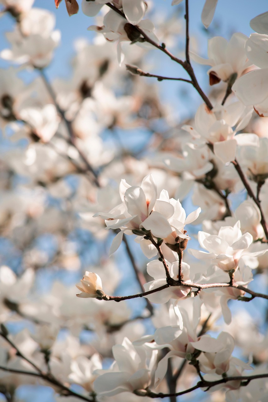 flower magnolia tree beautiful flowers nature flower background flower wallpaper flora botany spring