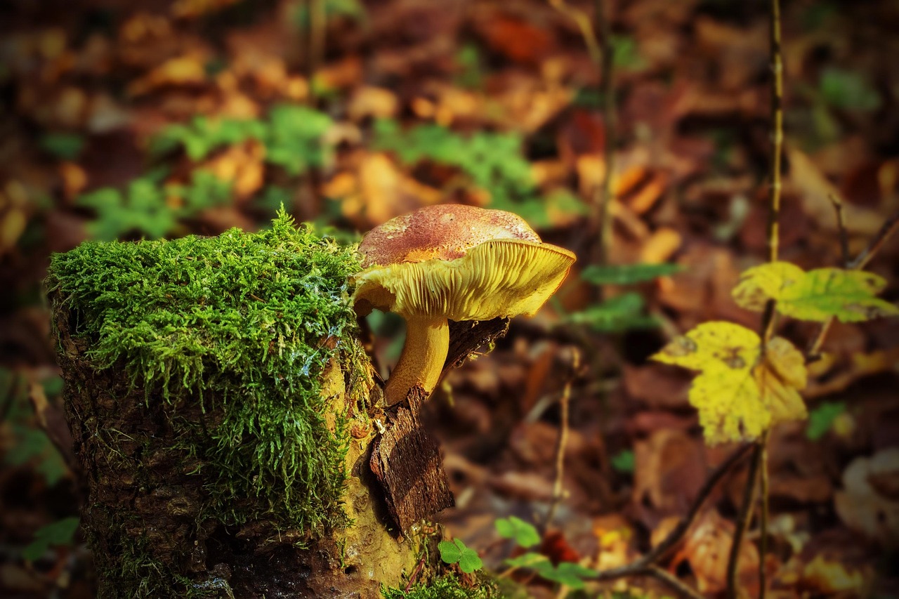 tree stump  mushroom  moss  wild mushroom  spore  sponge  fungus  fruiting body  mushroom disk  fungal species  mushroom species  mycology  forest mushrooms  nature  autumn  forest  close up  tree stump  tree stump  mushroom  mushroom  mushroom  mushroom  mushroom  moss  moss  moss  moss  fungus  autumn  forest  forest