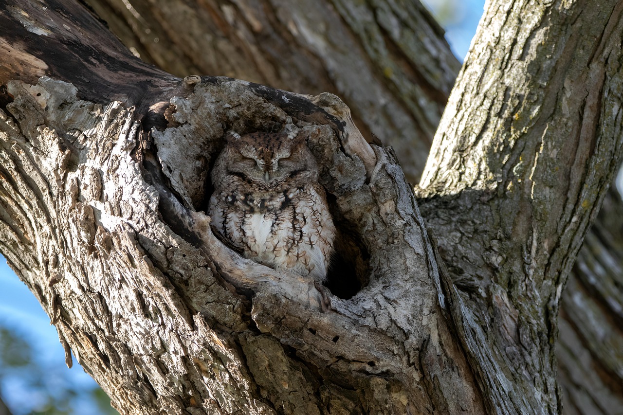 owl  bird  tree  sleep  plumage  ornithology  fauna  nature  tree hollow  owl  tree  tree  tree  tree  tree