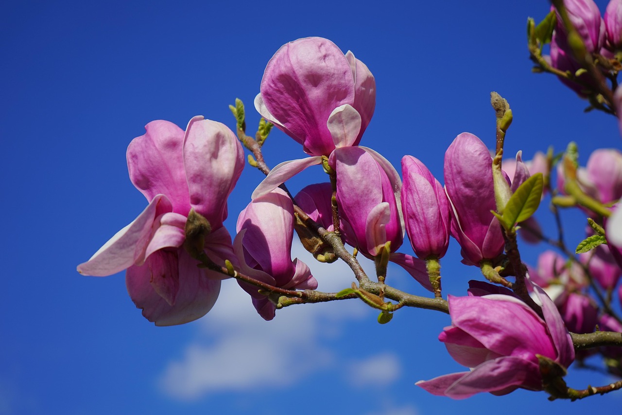 magnolia magnolia flower blossom bloom dark red violet purple reddish red-purple magnolia family magnoliaceae ornamental wood tulip magnolia magnolia × soulangeana magnolias yulan magnolia magnolia denudata purple magnolia magnolia liliiflora magnolia magnolia magnolia magnolia magnolia