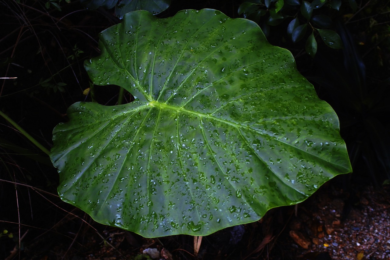 broad-leaved  green leaf  after the rain  green