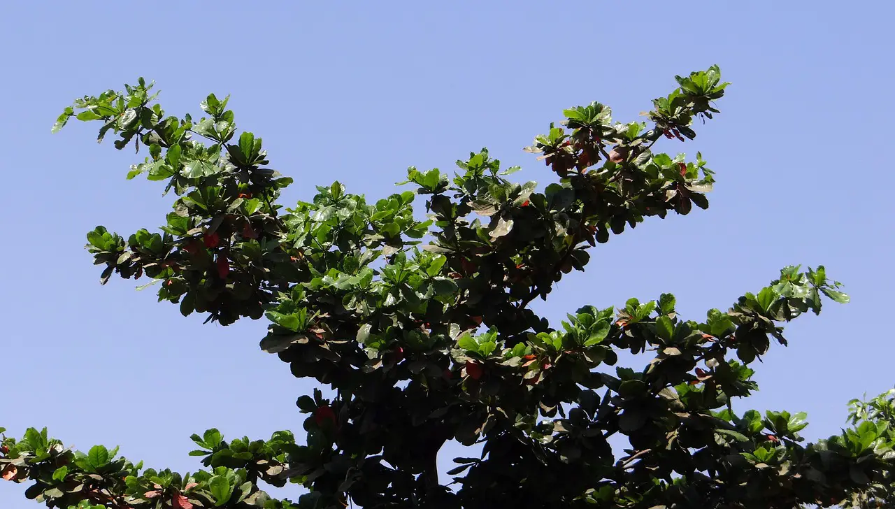 tropical almond nature leaves terminalia catappa indian almond tree foliage broad-leaved almond tropical india