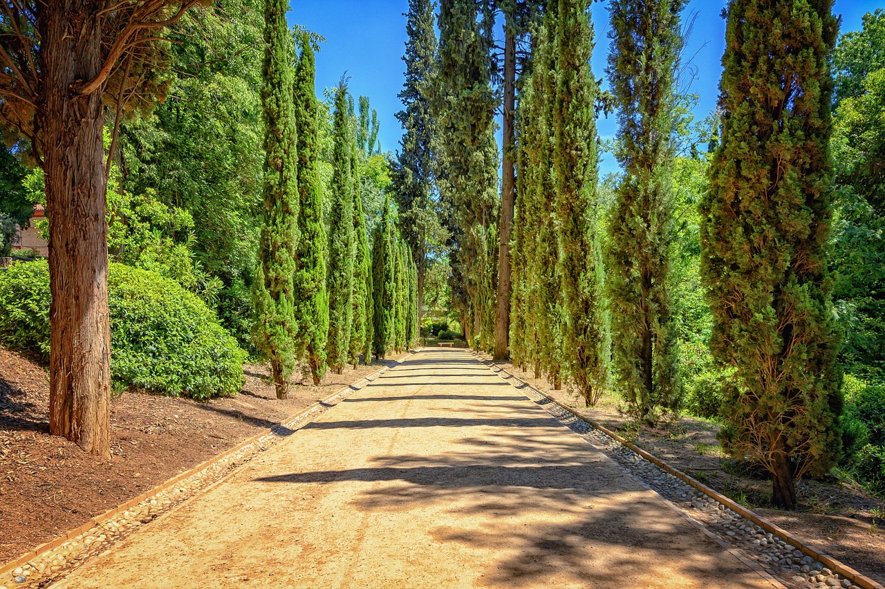 park  avenue  path  trees  cypress  quiet  the atmosphere  nature  light  the shade  recreation  mediterranean  landscape  summer  garden  park  cypress  cypress  cypress  cypress  cypress