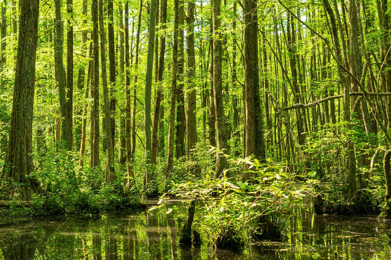 robertson millpond cypress trees cypress swamp millpond swamp cypress landscape nature outdoors wetland scenic tranquil moody gloomy wetlands sunbeams water reflections spring lonely mystical atmospheric wetland protection conservation area cypress trees cypress trees cypress trees cypress trees cypress trees cypress swamp