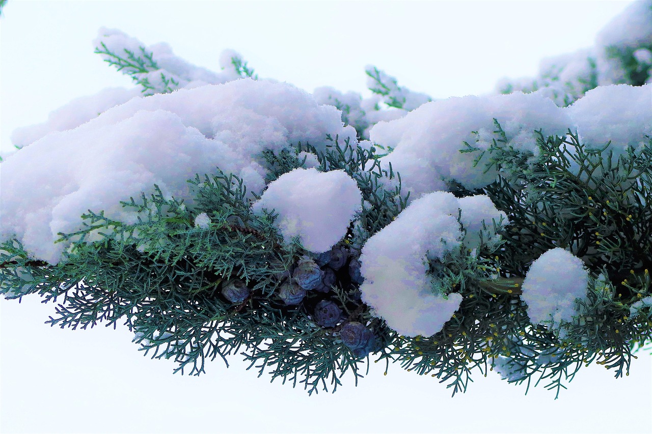 snow winter white cold branch pine juniper nature trees herb tree forest snow juniper juniper juniper juniper juniper nature