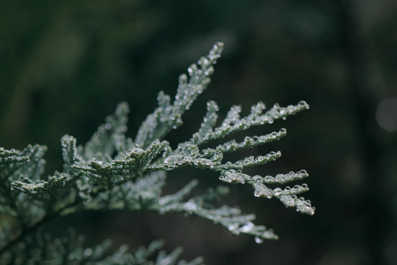 conifer branch dew wet dewdrop raindrop waterdrop grief tree plant nature juniper dew grief grief grief grief grief juniper