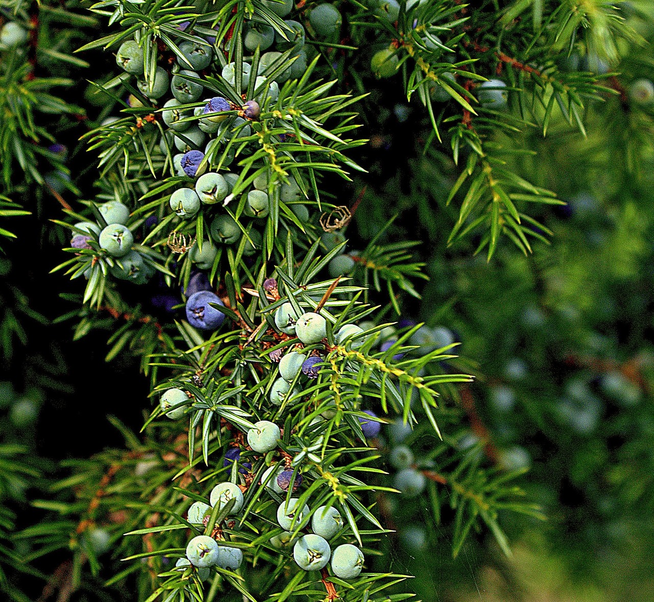 juniper common juniper evergreen cypress trees bush berries fruit iglak prickly green gymnosperms vegetation nature fructification violet juniper juniper juniper juniper juniper