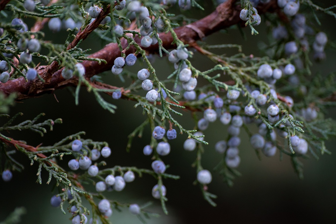 juniper berries plant fruits tree bush flora nature closeup juniper juniper juniper juniper juniper
