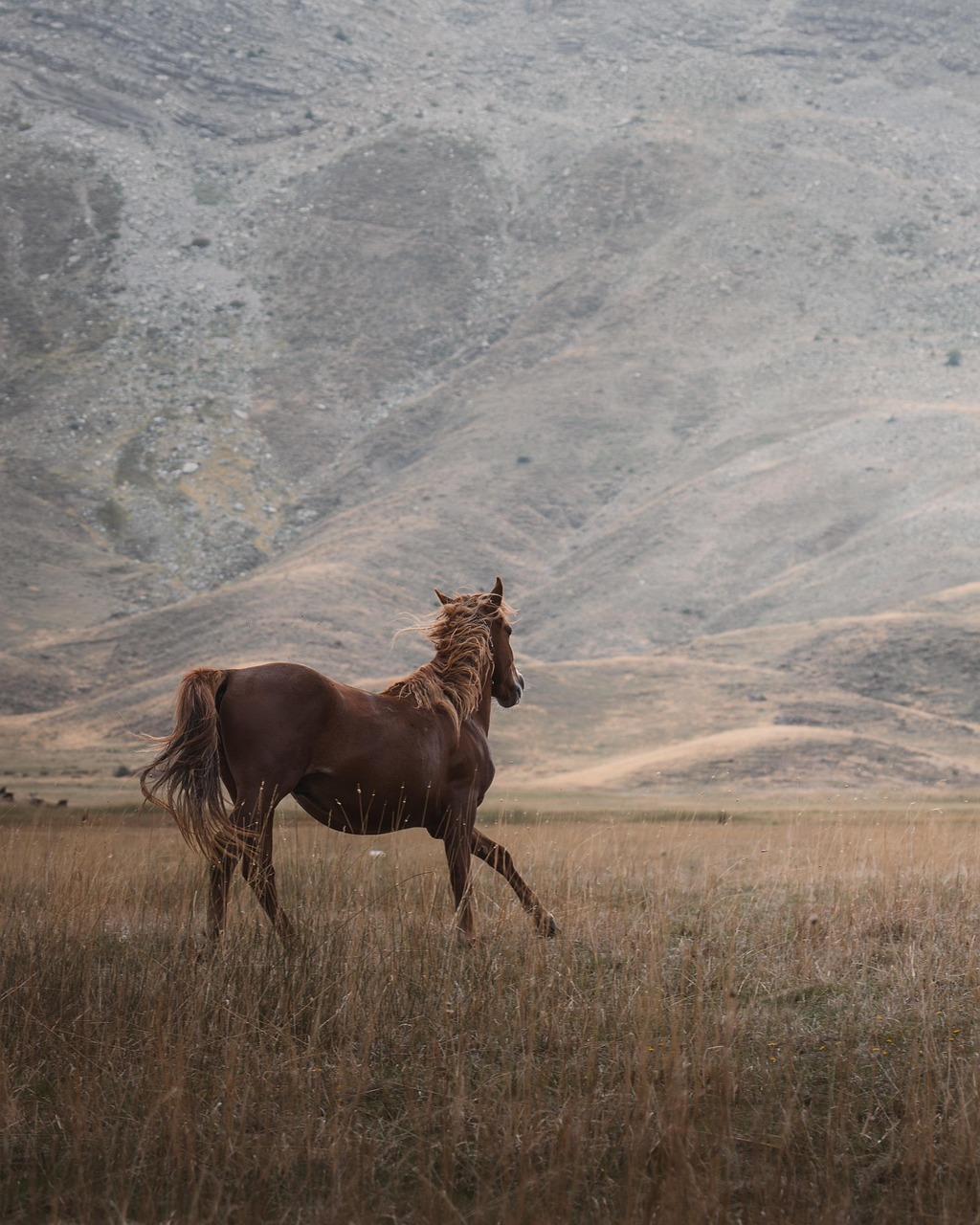 wild horse  steppe  animal  majestic movement  mountain  nature  equine  rural beauty  breathtaking view