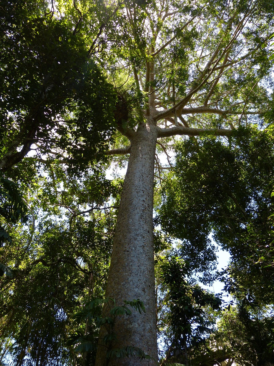 tree  landscape  nature  trees  green  leaves  kauri  kauri tree  wood  tropics  rainforest  tropical  tropical forest  jungle  tropical vegetation  cairns  australia  kauri  kauri  kauri  kauri  kauri  kauri tree  kauri tree  rainforest