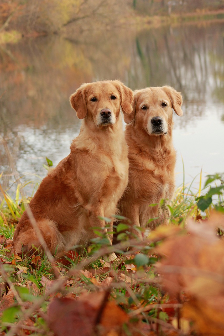 dogs  golden retriever  canine  playful  pet  autumn colors  fall  fall season  cute  dogs  golden retriever  golden retriever  golden retriever  golden retriever  golden retriever