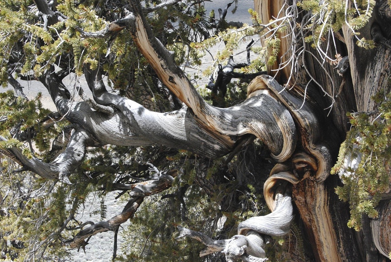 bristlecone pine  sierras  mountains  tree  nature  old  oldest  forest  bristlecone pine  bristlecone pine  bristlecone pine  bristlecone pine  bristlecone pine