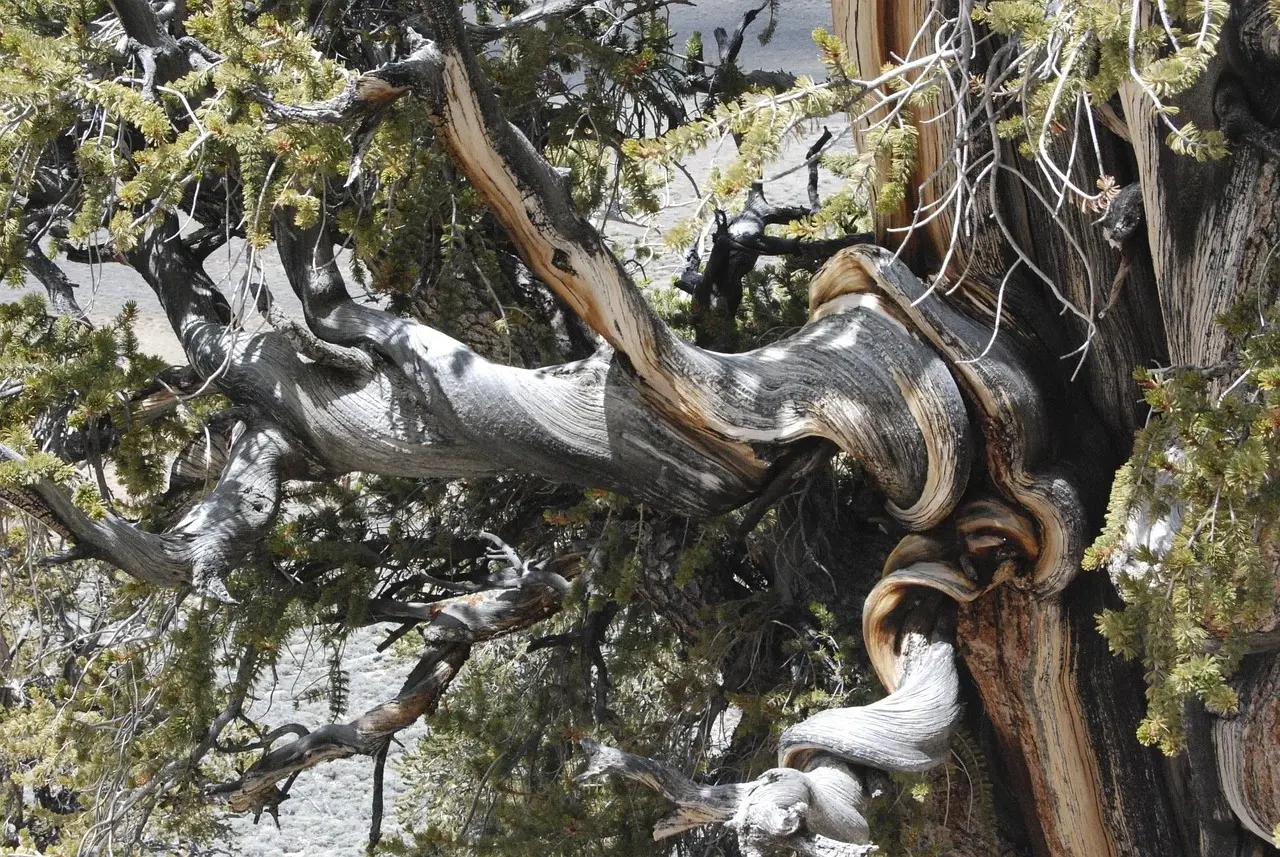 bristlecone pine sierras mountains tree nature old oldest forest bristlecone pine bristlecone pine bristlecone pine bristlecone pine bristlecone pine